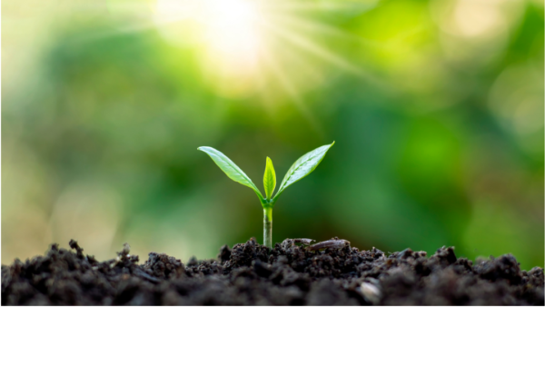 a small seedling grows