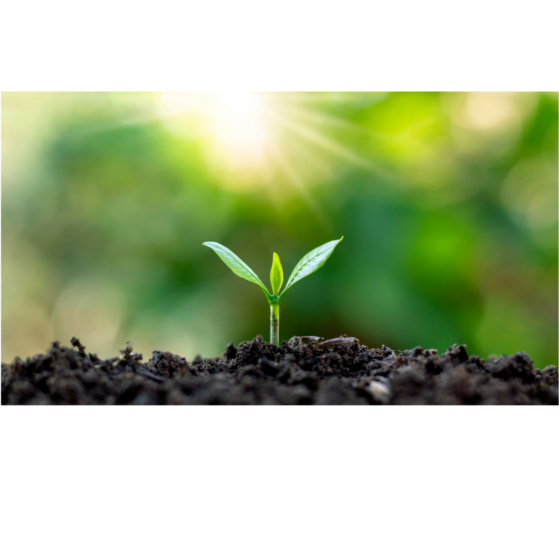a small seedling grows