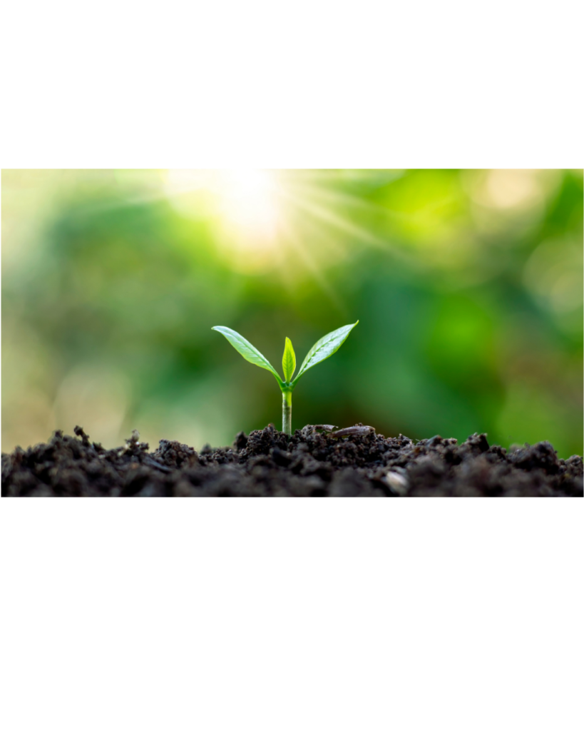 a small seedling grows