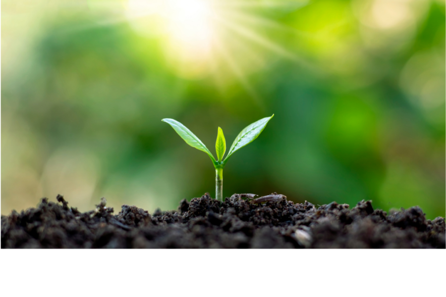 a small seedling grows