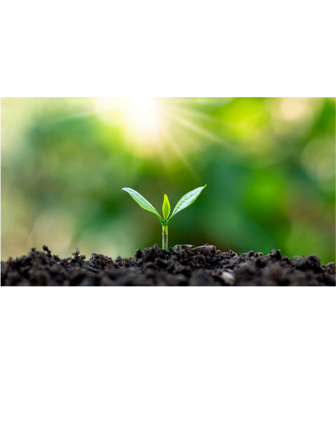 a small seedling grows